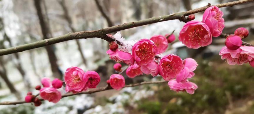 飞雪飘飘，意境无限（窗外的雪景，见证人生百态）