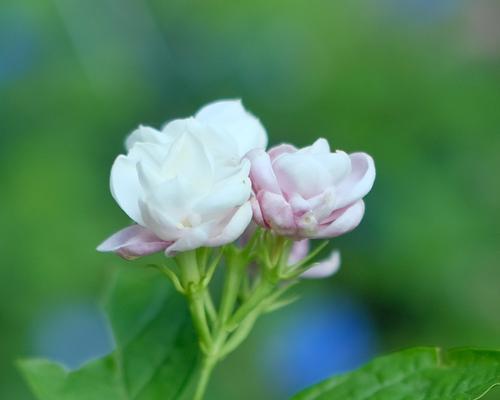 茉莉花的香气（一个孤独少年的茉莉花之恋）