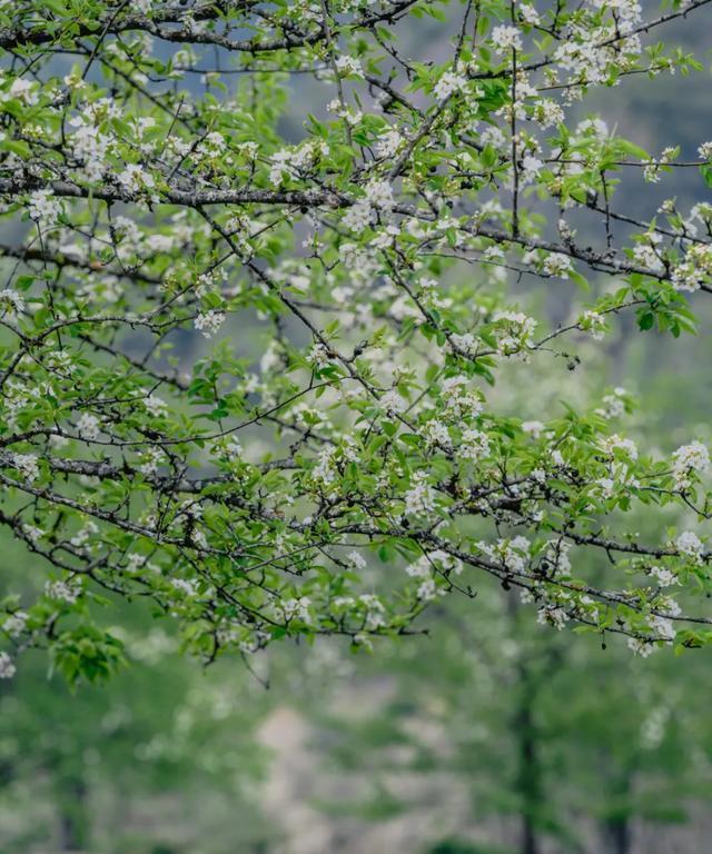 棠梨花开（那个春天，它与我之间发生的故事）