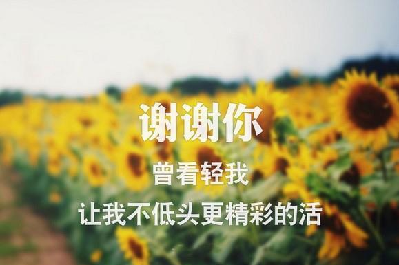 生活让我学会了坚强（我选择坚强，因为只有坚强才能让我走得更远）