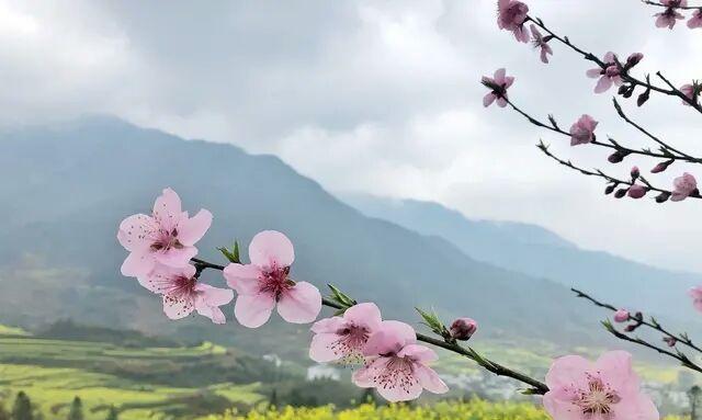 我与春天相遇（花开花落人生路，春来春去梦难续）