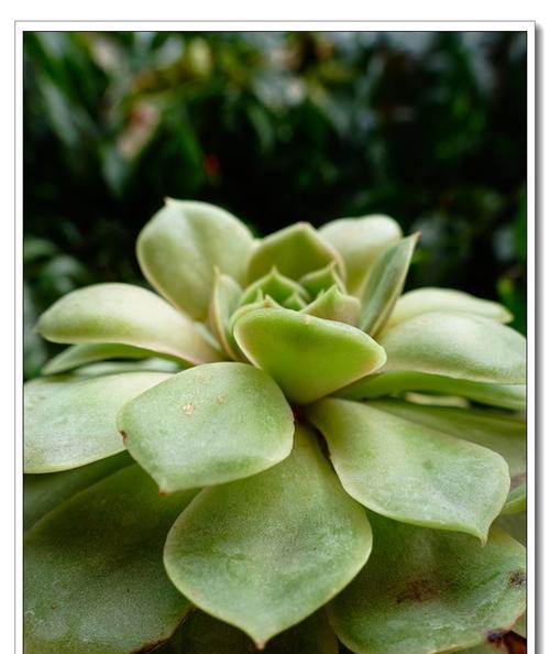 植物的心声（探索植物神秘世界）