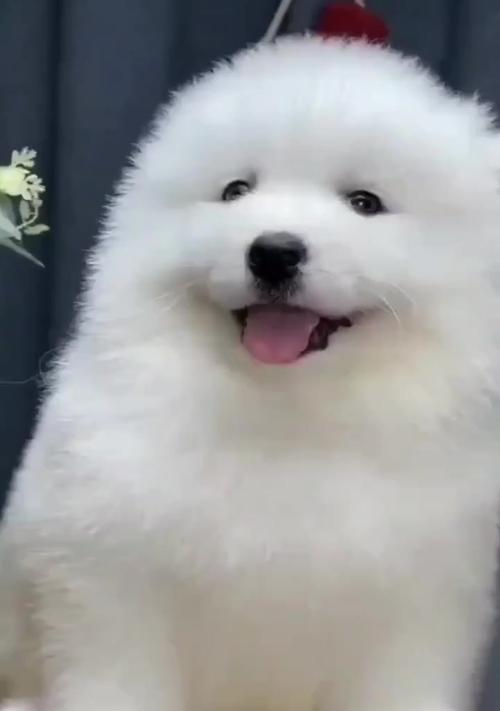 毛茸茸的爱（一只狗狗带给我的感动与快乐）