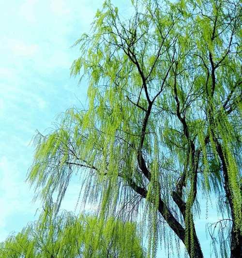 柳树的故事（一棵生命力顽强的植物，见证了时间的变迁）