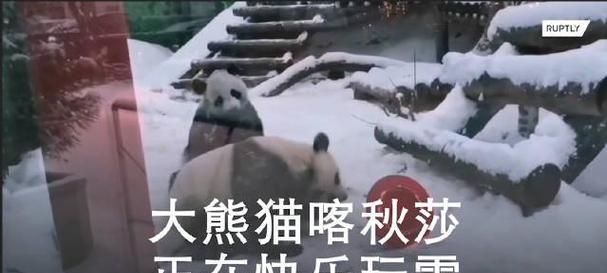 雪中欢乐（纯洁的雪花带给我们无尽的欢乐）