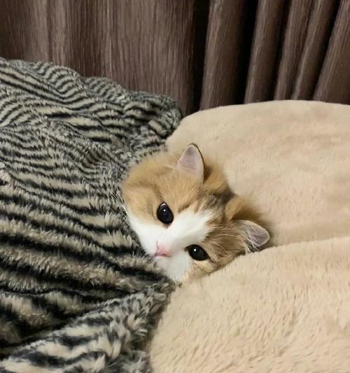 小猫咪的奇幻冒险（一只萌萌的小猫咪，在奇幻世界中的冒险经历）