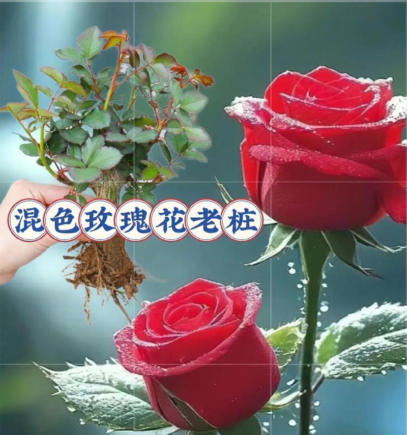 玫瑰的馨香（爱情、友谊、美丽）