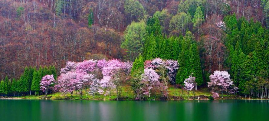 SpringtimeTales:AWorldofBlossomingBeauty