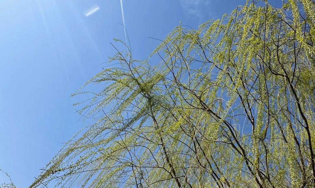 阳光、花草和爱情(阳光、花草和爱情)