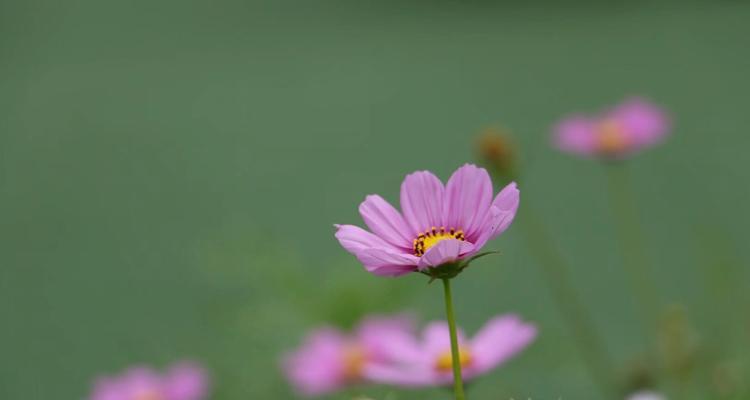 美丽的转身（她的梦想从未停止）