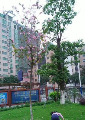 一个孩子与春天的故事(一个孩子与春天的故事)