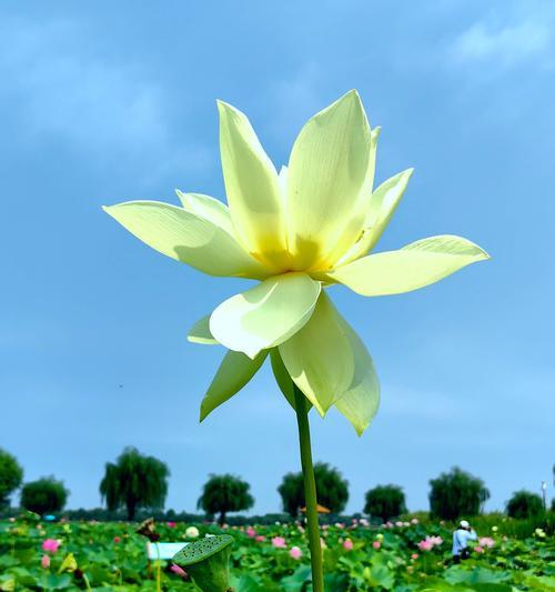 内心的花朵（让你的心灵再次盛开）