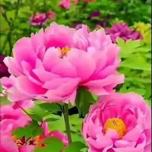 芬芳浸润生命（当花香遇见青春）