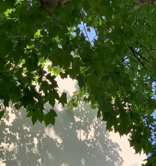 夏风拂面（轻柔的风，温暖的心）