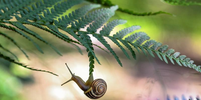 小蜗牛的奇幻之旅（探险、比赛、成长）