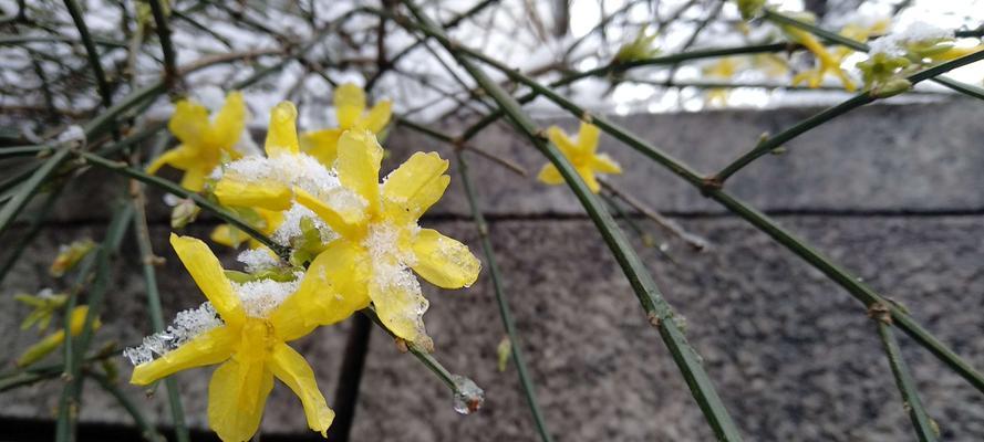 那朵花（冬日里的暖阳）