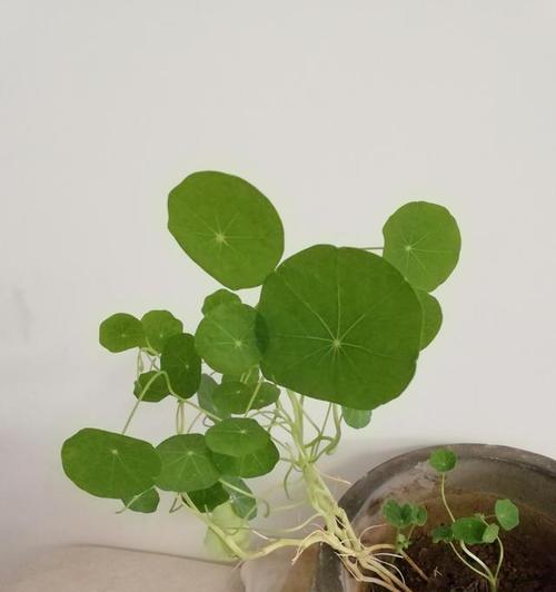 微笑的魔力（学会微笑，迎接未来）