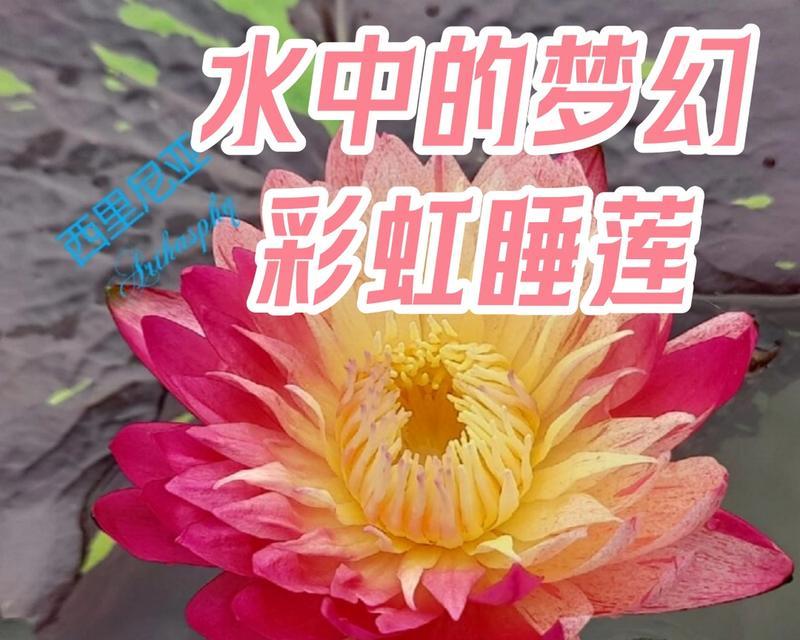 彩虹之谜（平凡少女的非凡之旅）