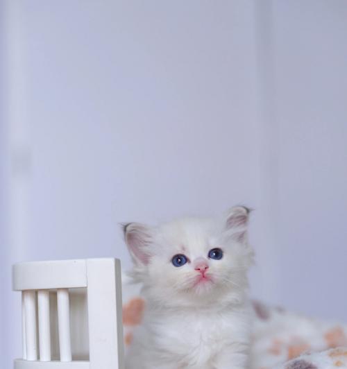 小猫咪的奇妙冒险（一只小猫的成长故事）