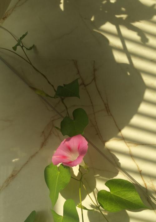 美丽的转身（坚强的女孩）