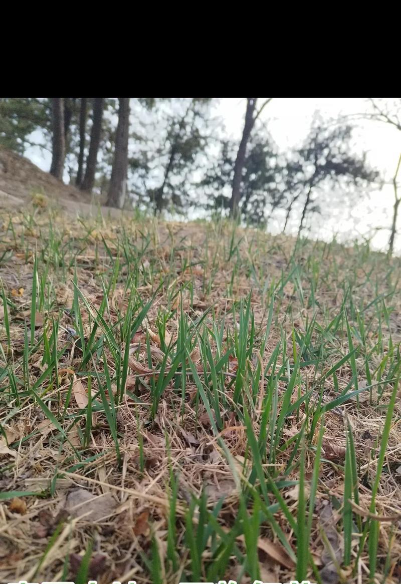 蓬勃的春天（春风拂面，万物复苏）