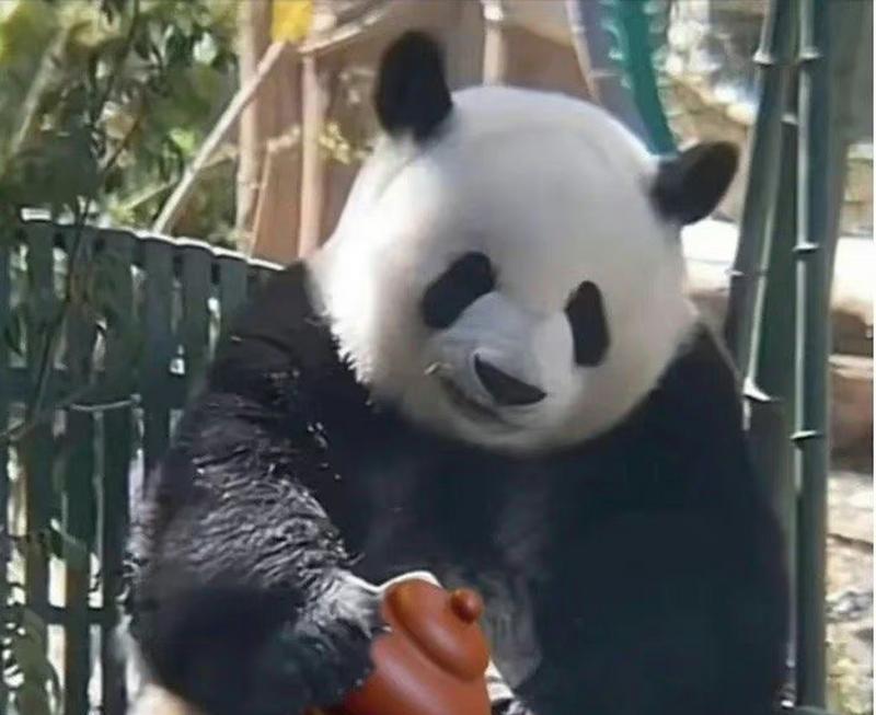 大熊猫的冒险之旅（一只小熊猫的成长历程）