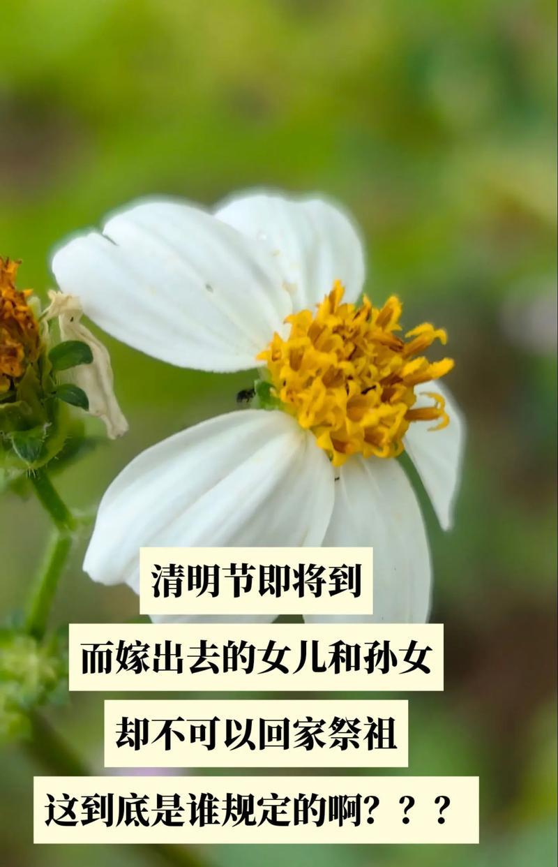 清明祭（一场寻找故人的旅程）