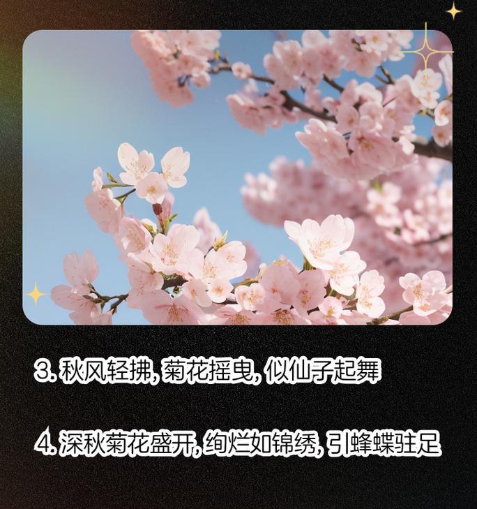 菊花的秋日故事（花开花落，物换星移）