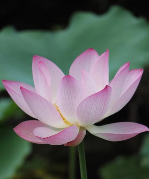 花开在心间