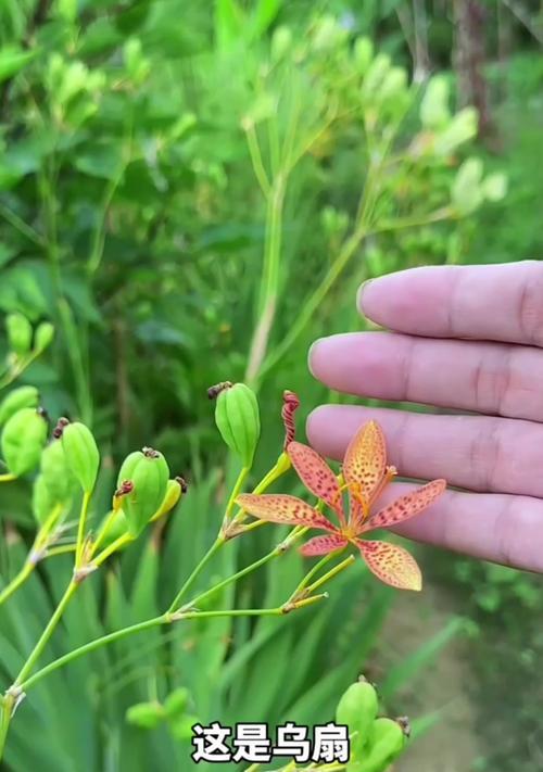植物世界的奇妙旅程（一个女孩的冒险之旅）