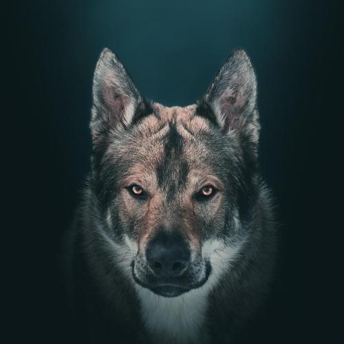 《朋友》(与猫咪一起度过的美好时光)