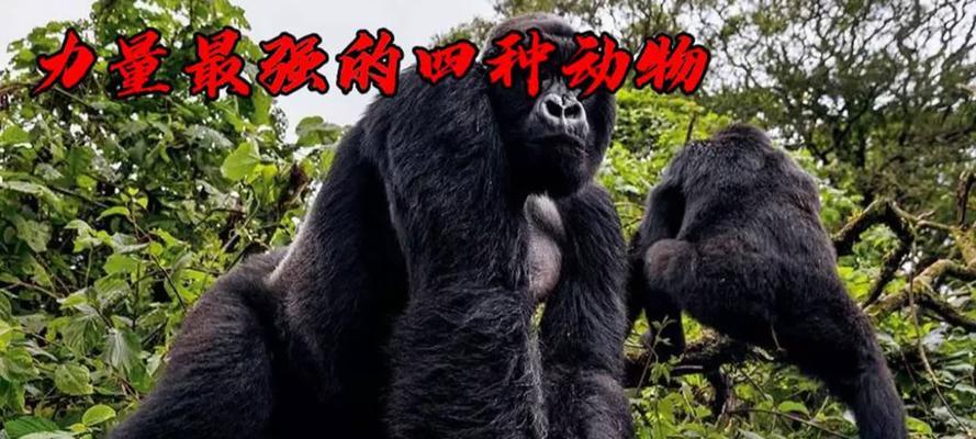 在生与死的边缘,爱依旧(一只流浪狗与它的救命恩人)