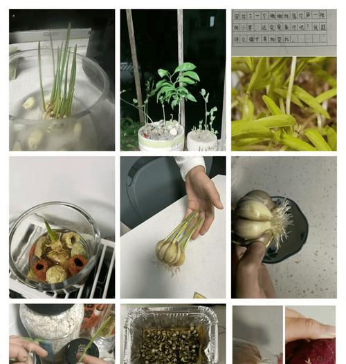 勇闯险途（以善于观察，勇于探索）